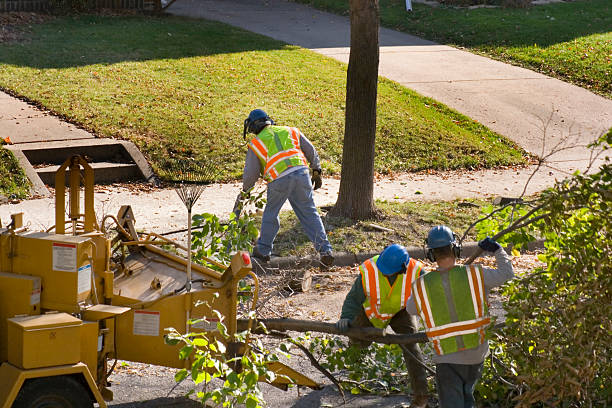 Best Storm Damage Tree Cleanup  in Lockwood, MO